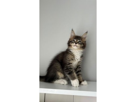 Sağlık ve ırk garantili minik maine coon devler