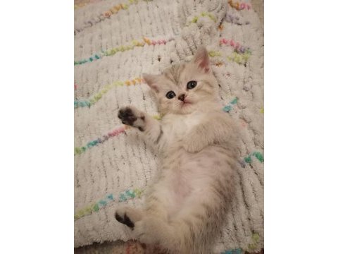 British shorthair 3 erkek yavru