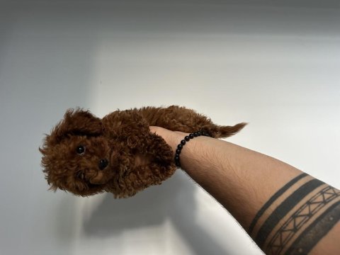 Sağlıklı orjinal poodle