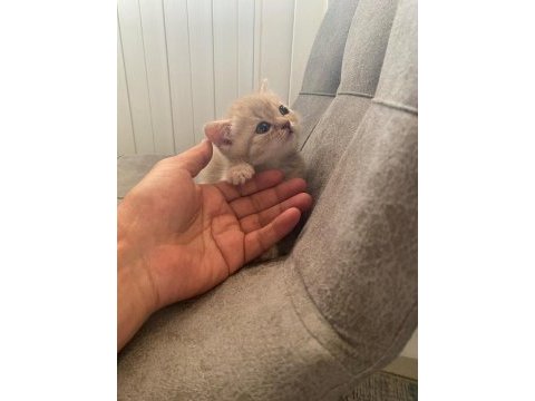 Top kafa gri scottish fold ve silver british shorthair