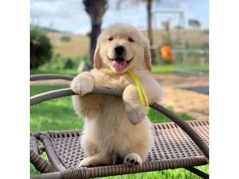 Dünyanın en tatlı golden retriever yavruları