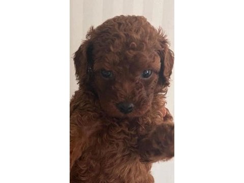 Teacup toy poodle yüzde yüz ırk ve sağlık garantili