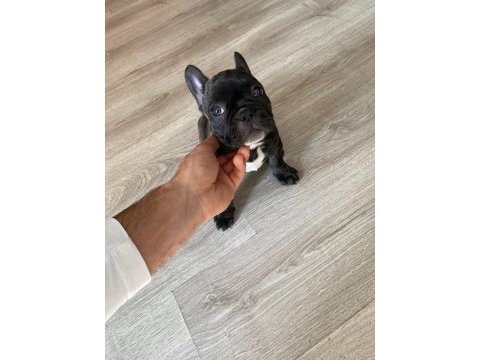 Brındle french bulldog