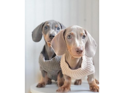Exotic dachshund yavruları 
