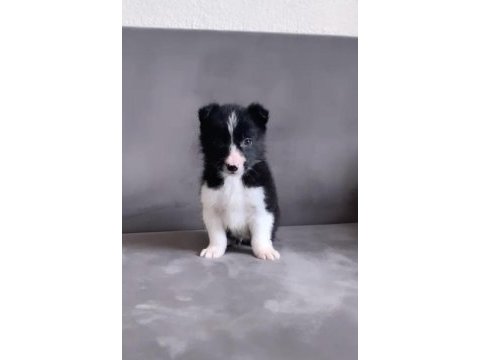 A kalite border collie siyah beyaz yavru
