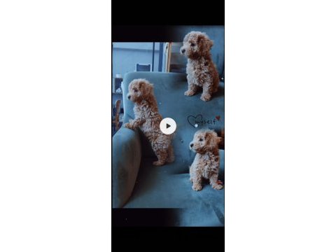 Poodle erkek yavru