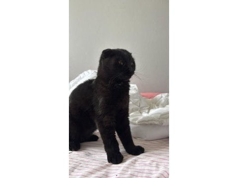Siyah scottish fold kızımıza yuva arıyoruz