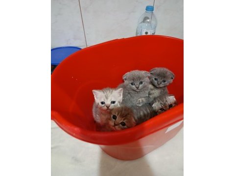 En güzel scottish fold yavrular biziz