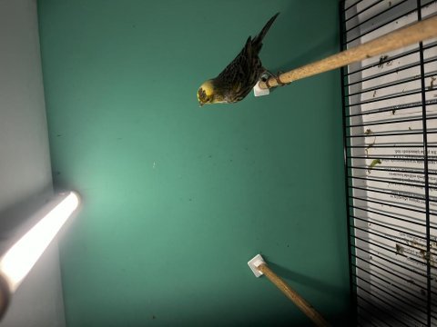 1 erkek ve 2 dişi golden lizard kanarya