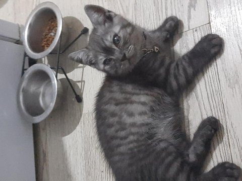 British shorthair yavrular