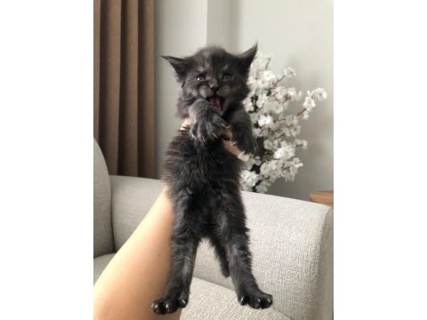 Safkan maine coon yavruları