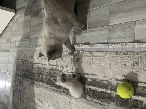 2 aylık yavru blue point dişi british shorthair