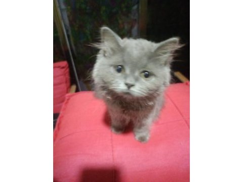 2 aylık tüylü büyük pati british longhair