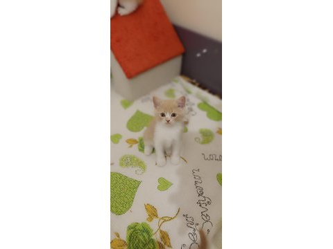 British shorthair gold