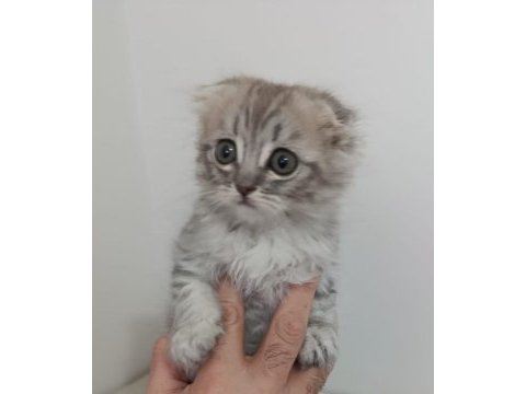 2 aylık scottish fold yavrular