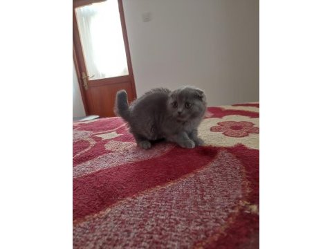 2 aylık scottish fold yavrularımıza yuva arıyoruz
