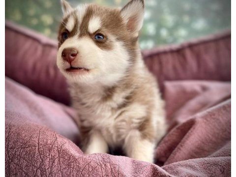 Safkan husky yavruları