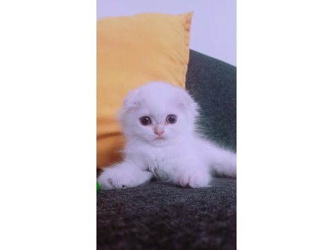 İstanbul içinde ulaşımını sağlıyorum british longhair