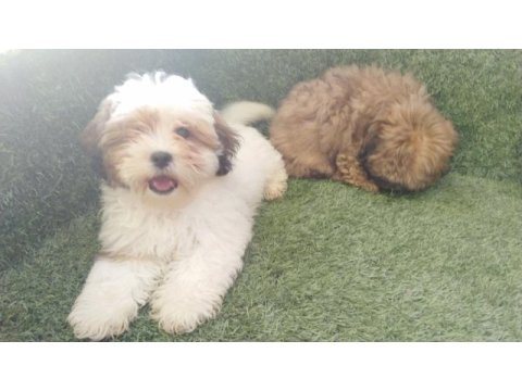 Shih poo bebekler