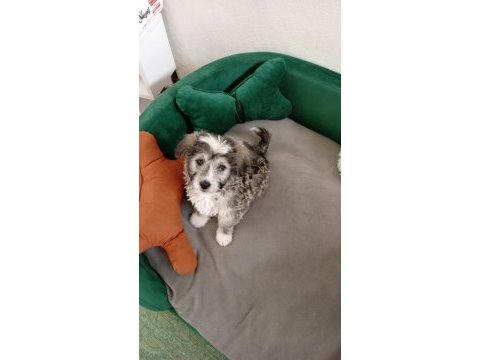 Yavru terrier maltese
