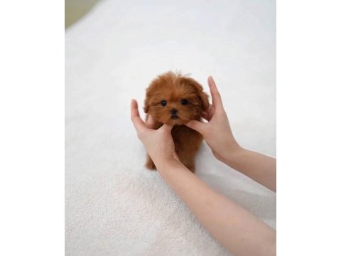 Kore teacup maltipoo yeni yavrularımız