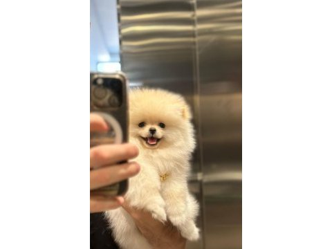 Ayı surat pomeranian boo erkek dişi