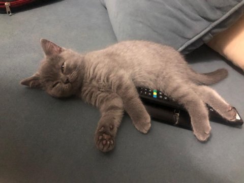 Muhteşem güzellikte teslime hazır gri british shorthair