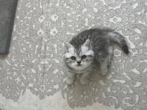 Ns 11 silver scottish fold bebeklerim