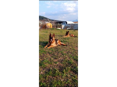 Sevgine zamanına emeğine değecek alman kurdu arayanlara