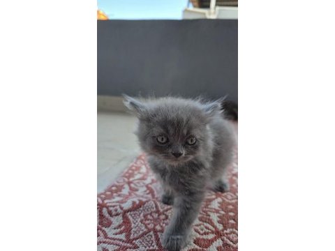 Kedilerime yuva arıyorum