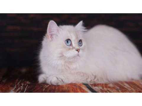 British longhair dişi