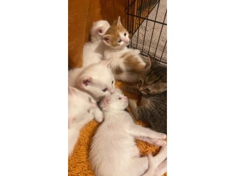 Minik aile kedimiz