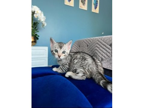 Ruhastlı ciftlikten orjinal silver bengal yavrular
