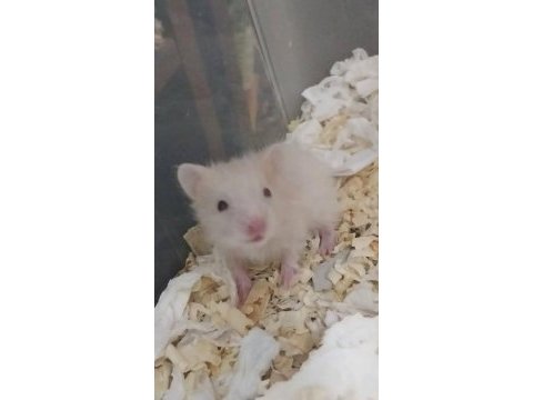 Saf teddy bear hamster yavruları
