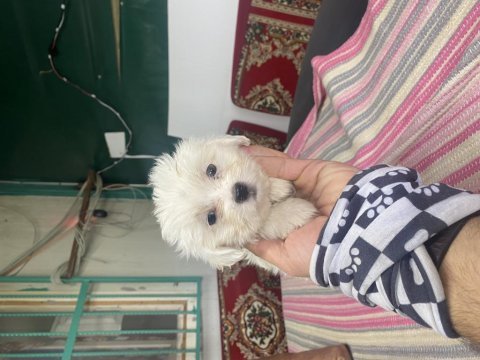 Dünya güzeli maltese bebekler