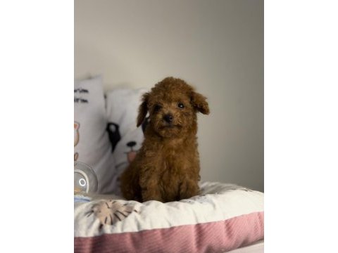 Dişi kore poodle