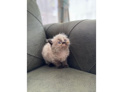 Exotic longhair yavrularımız rezerveye açıktır