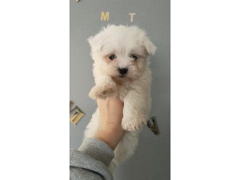 Maltese bebekler