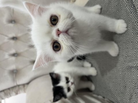 Exotic shorthair ve longhair yavru