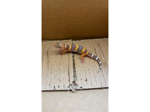 Her morph leopard gecko