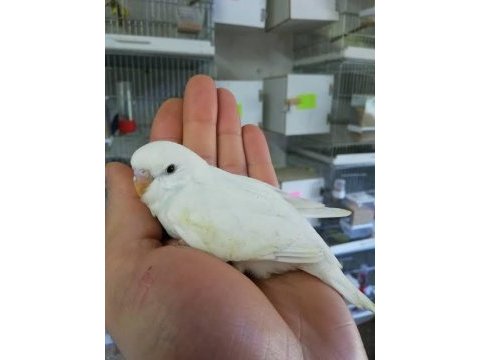 Beyaz muhabbet kuşu takım albino
