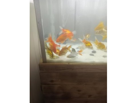 Toplu alımda indirim yaparım oranda koi teleskop