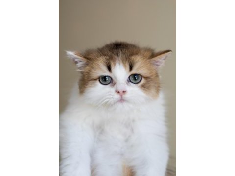 3 aylık safkan british longhair bicolor by11 03