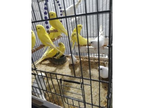 Her renk her tür muhabbet kuşu vardır