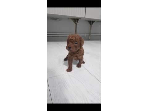Kore toy poodle