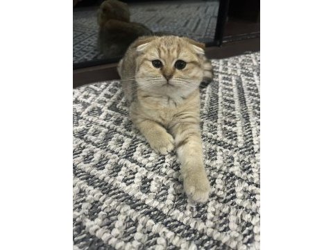 Scottish fold yavrumuz yeni yuvasını arıyor