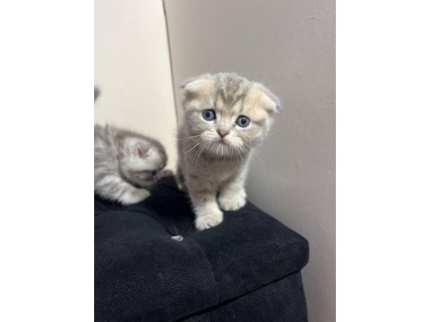 Safkan scottish fold yavruları