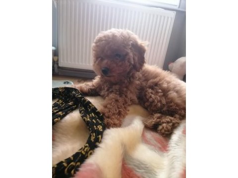 50 günlük toy poodle teacup küçük boy bebeklerim