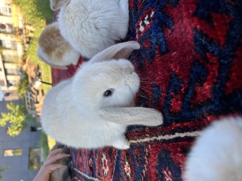 Mini lop tavşan yavruları evcil