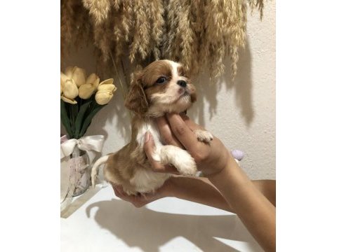 Ev ortamında cavalier king charles
